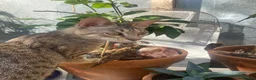 Savannah cats for sale: PEDIGREE SAVANNAH BST SBT f5  girl KITTEN F5 SBT - Advert 3