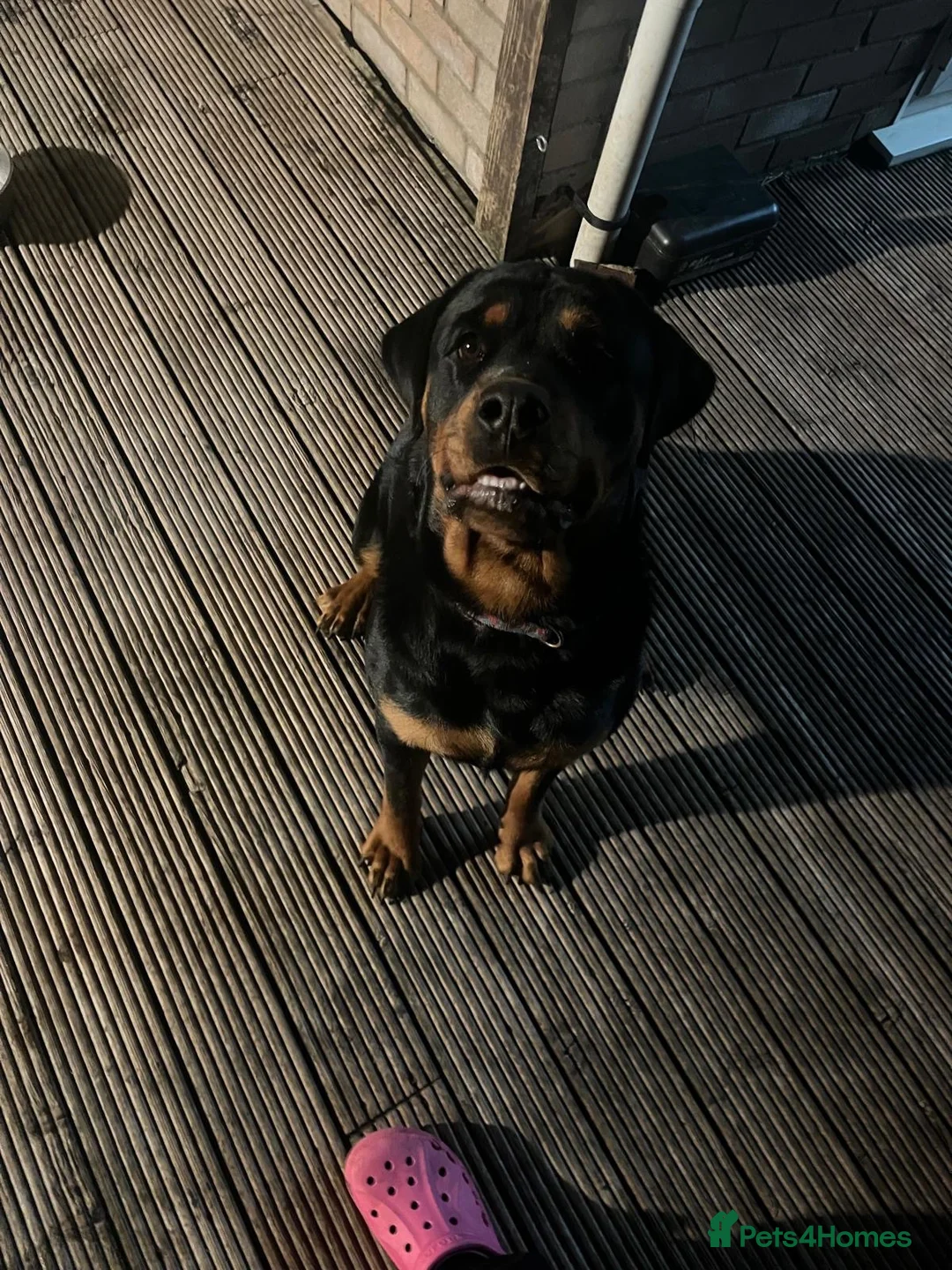 Rottweiler dogs for sale: Lovely Bubbly Rottie for sale  - Advert 2