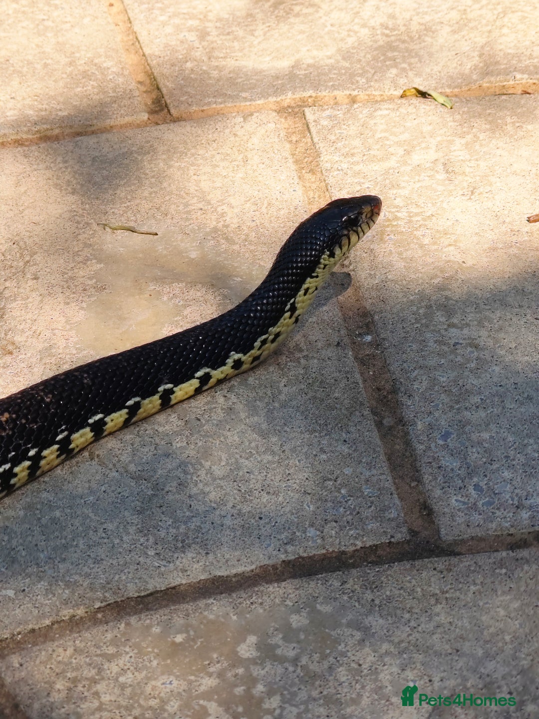 Snake reptiles for sale: Madagascan Giant Hognose  - Image 2