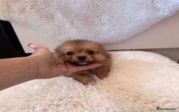 Pomeranian dogs for sale: Pomeranian girls for sale  - Image 7