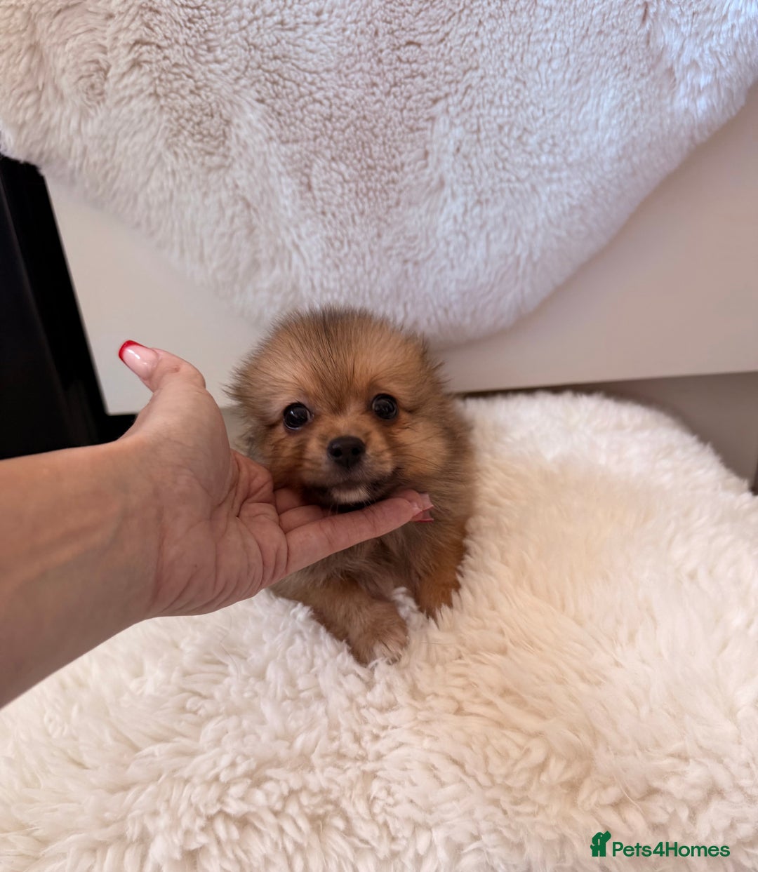 Pomeranian dogs for sale: Pomeranian girls for sale  - Image 7