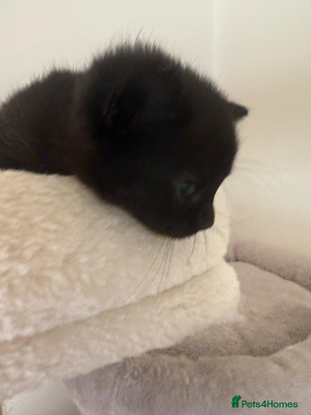 British Shorthair cats for sale: Black magical kittens - Advert 4