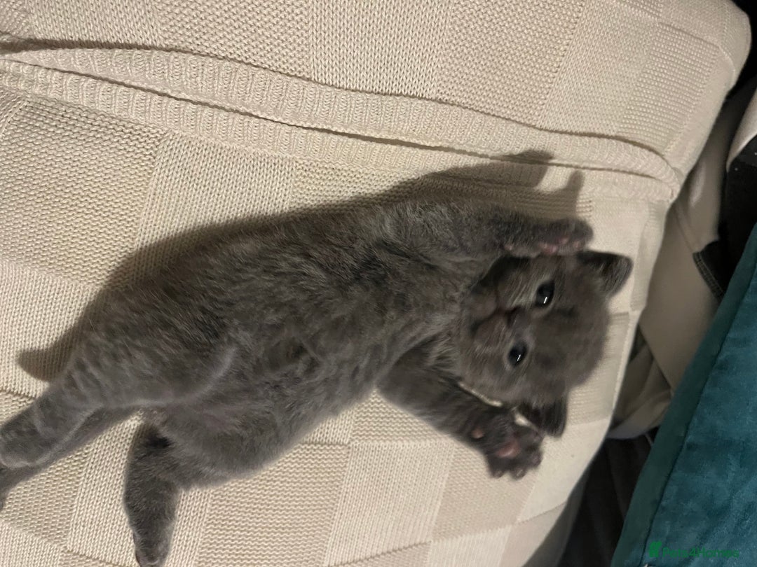 Scottish Fold cats for sale: Two beautiful floppy ear kittens for sale - Advert 10