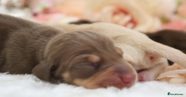 Miniature Dachshund dogs - Advert 3