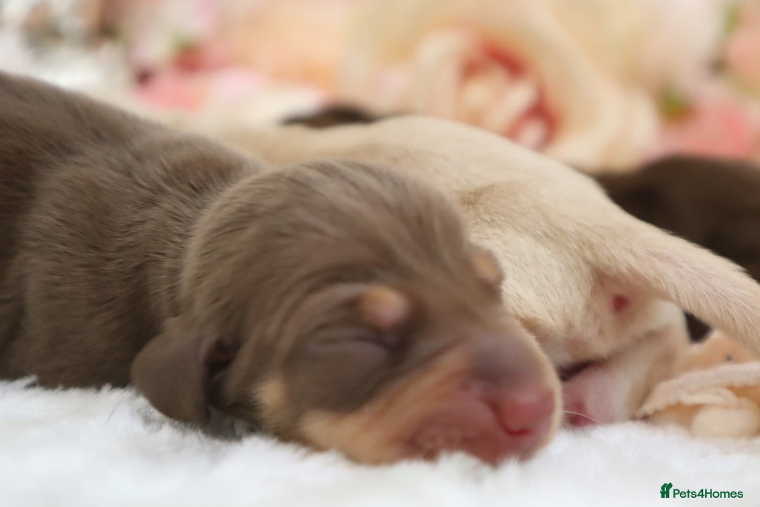 Miniature Dachshund dogs for sale: KC Miniature Dachshund Puppies - Image 3