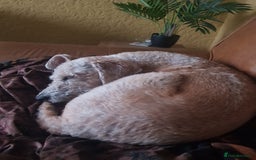 Mixed Breed dogs for sale: Brian - Image 2