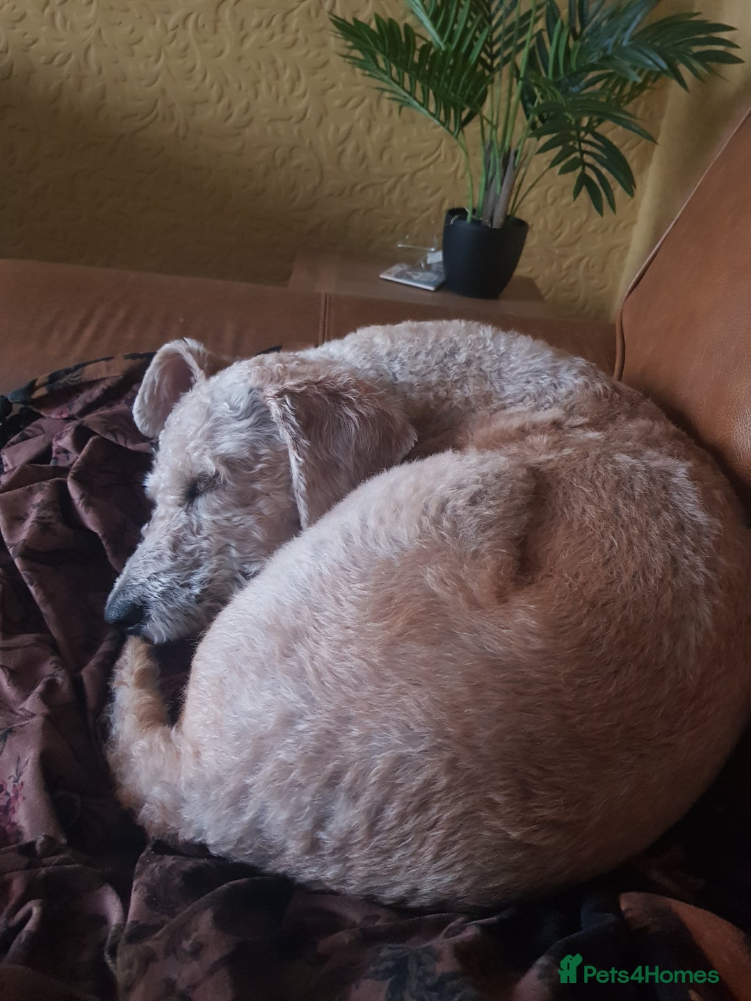 Mixed Breed dogs for sale: Brian - Image 2