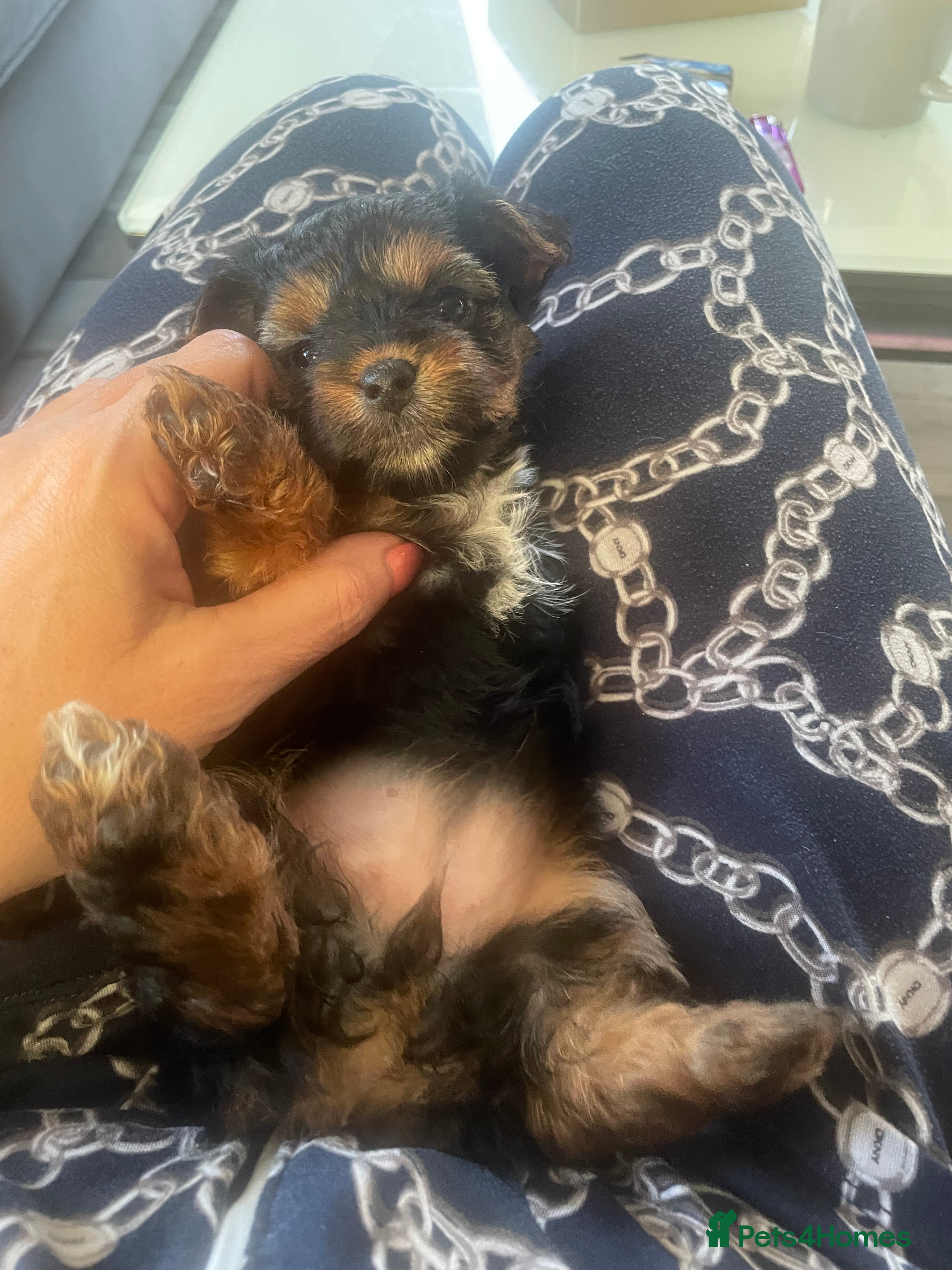 Yorkshire Terrier dogs Ready to go 2 boys snd 2 girls  - Advert 1