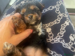 Yorkshire Terrier dogs Ready to go 2 boys snd 2 girls - Advert 14
