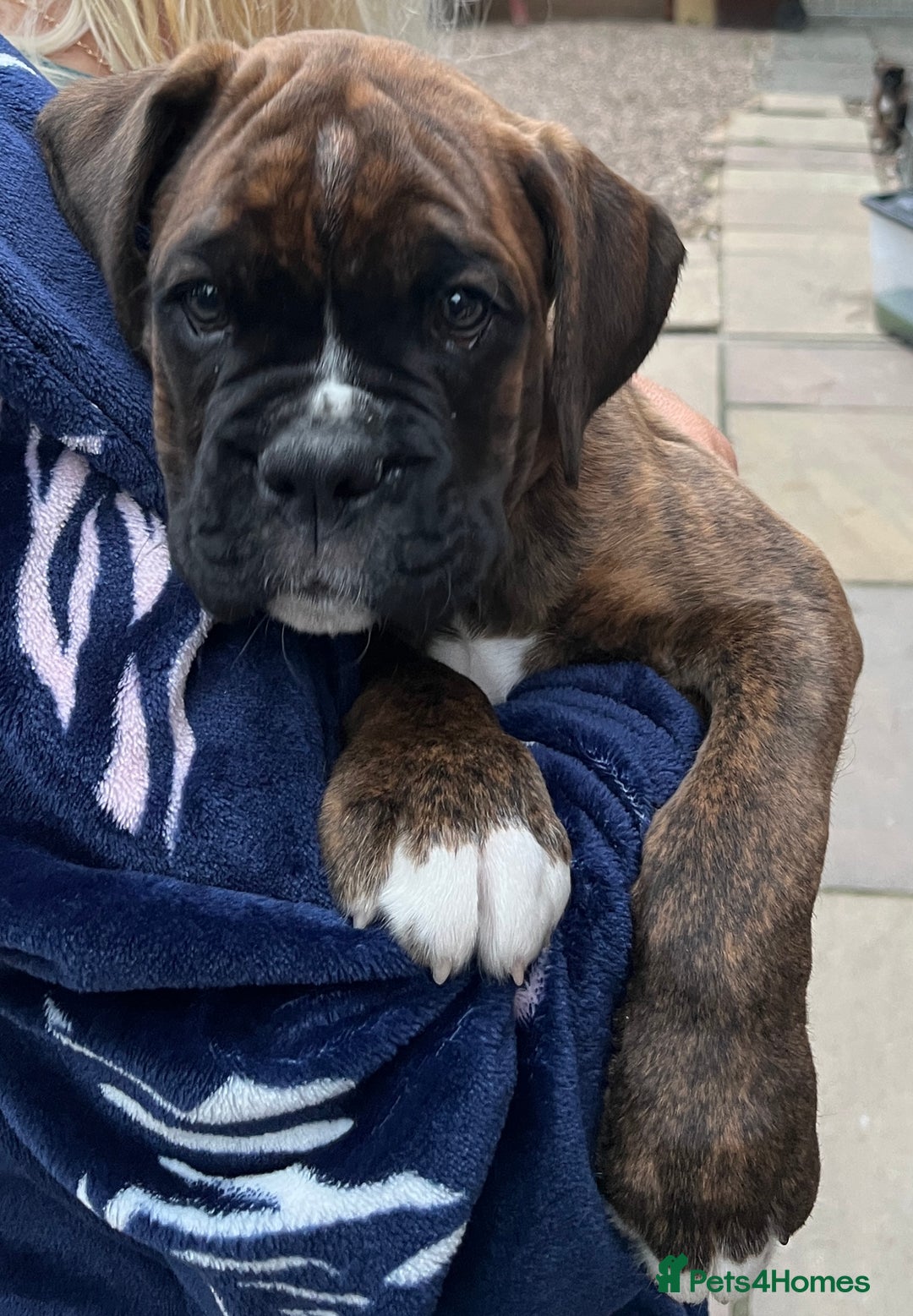 Boxer dogs for sale: READY TO GO - Chunky KC registered Boxer pups - Image 8