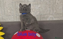 British Shorthair cats for sale: British Blue Shorthair kittens, GCCF pedigree - Image 11