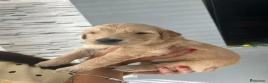 Golden Retriever 1