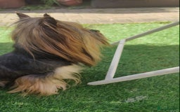 Yorkshire Terrier dogs for sale: Outstanding RARE Yorkshire terrier Chocolate - Image 32