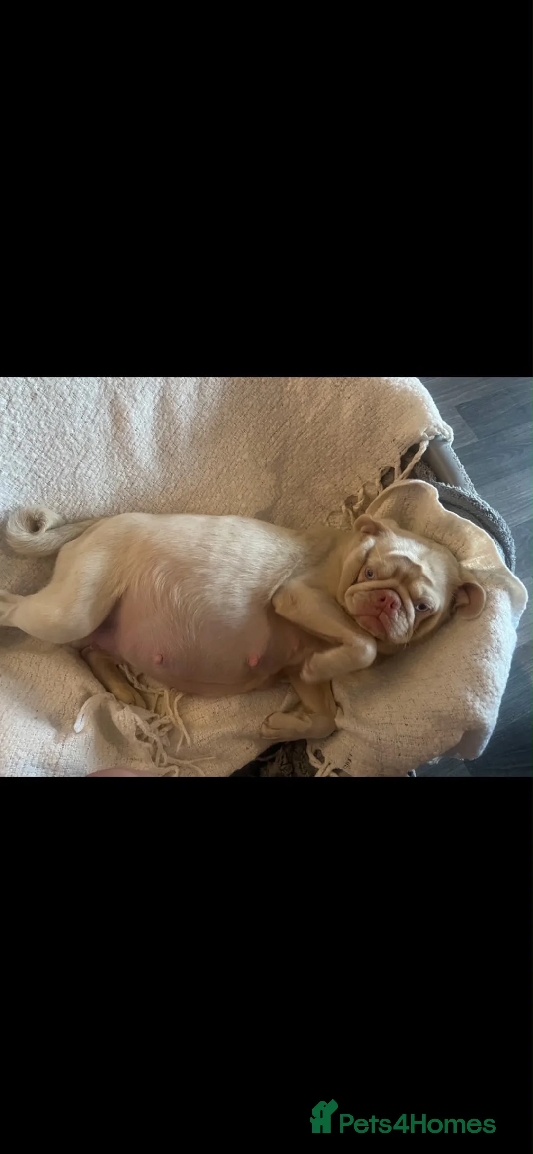 Pug dogs for sale: Unique pug puppies in Swanley - Advert 2