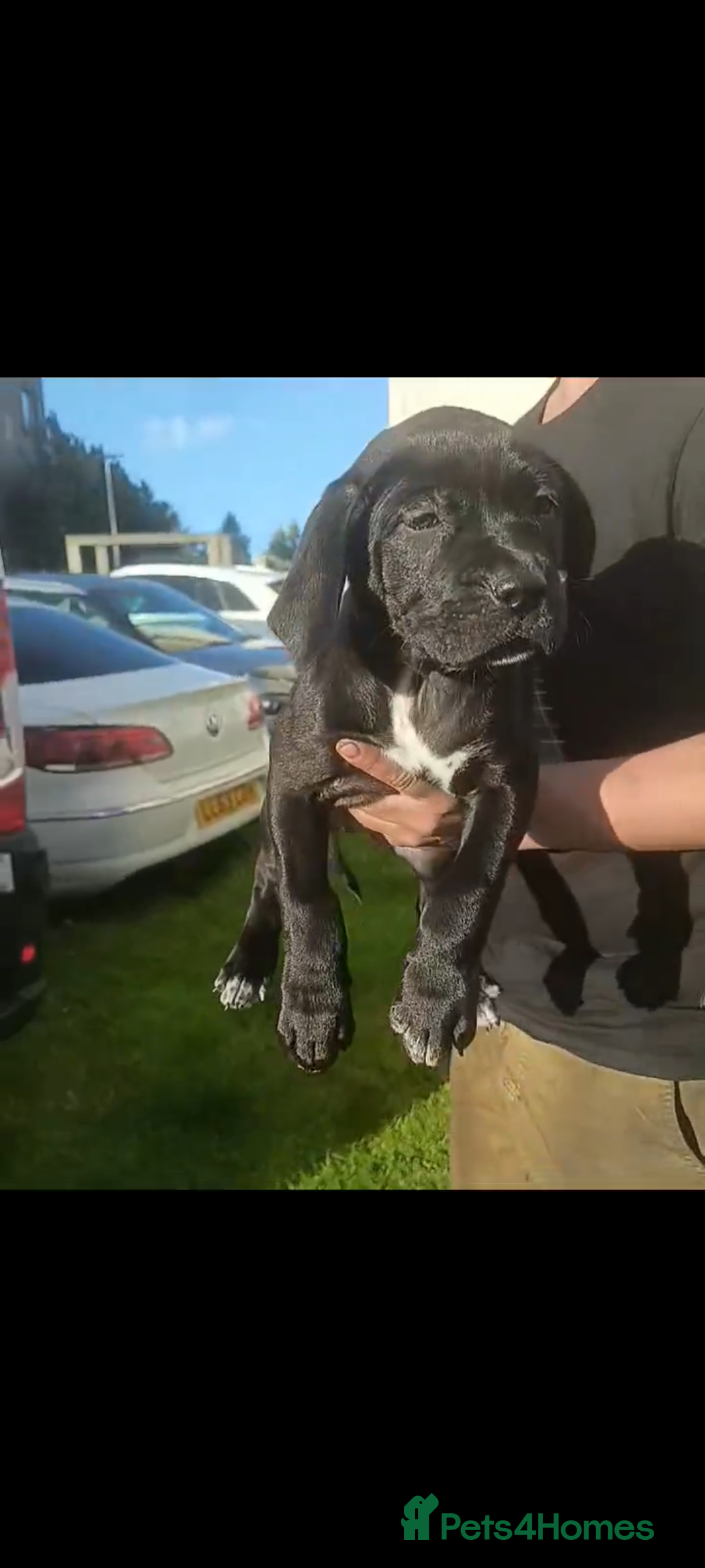 Mixed Breed dogs for sale: Bandogge x Cane Corso/Boerboel - Image 6