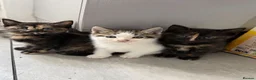 Mixed Breed cats for sale: Lovely kittens ready to be rehomed  - Advert 10