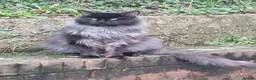 Maine Coon cats for sale: 3 adorable Maine coon girls  - Advert 3