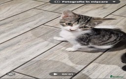 Domestic Shorthair cats for sale: 3 beautiful cats  - Image 4
