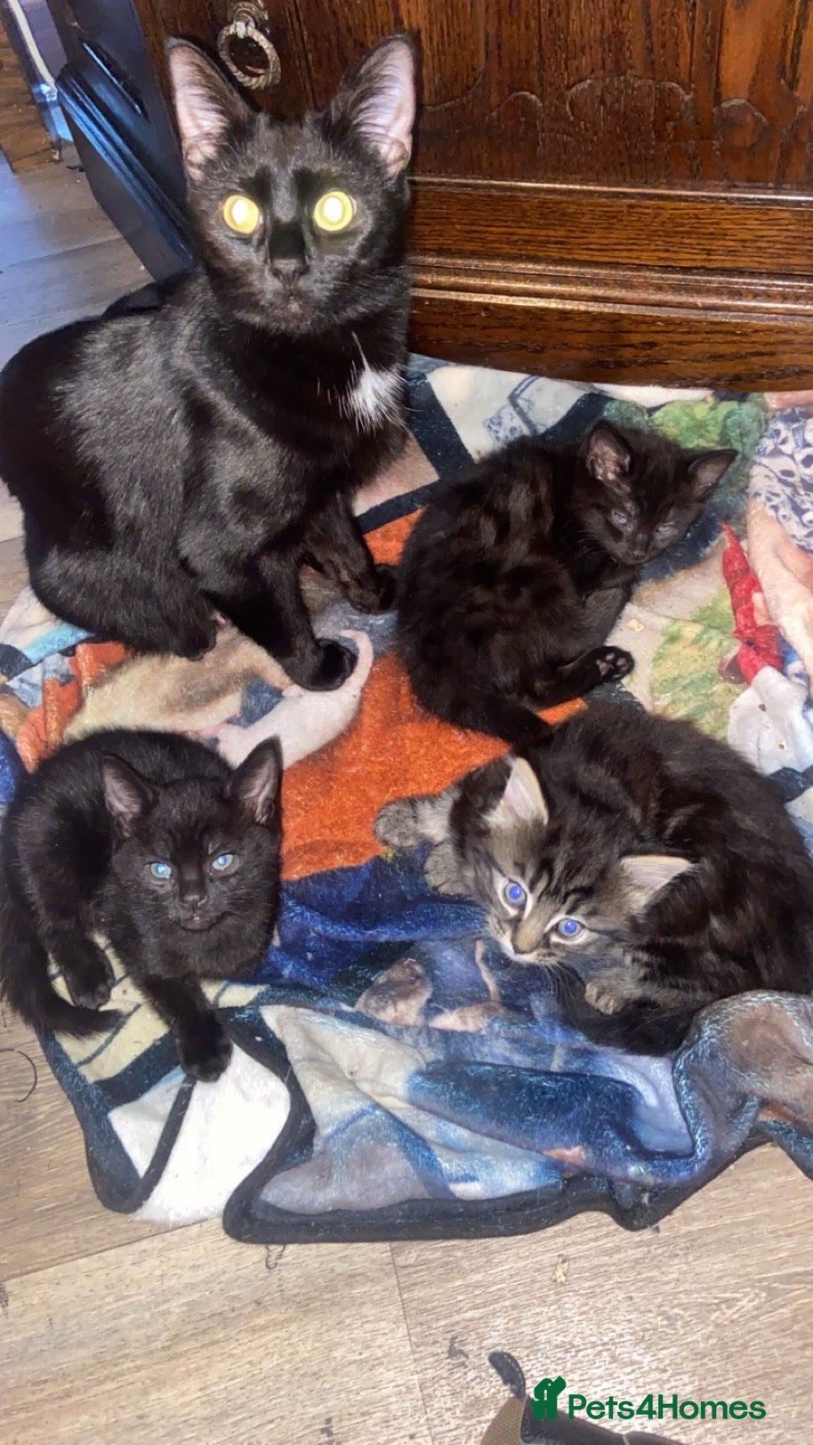 Mixed Breed cats 1 black male kitten  - Advert 3
