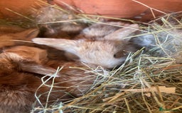 Mini Lop rabbits for sale: Gorgeous mini lop bunnies - Image 7