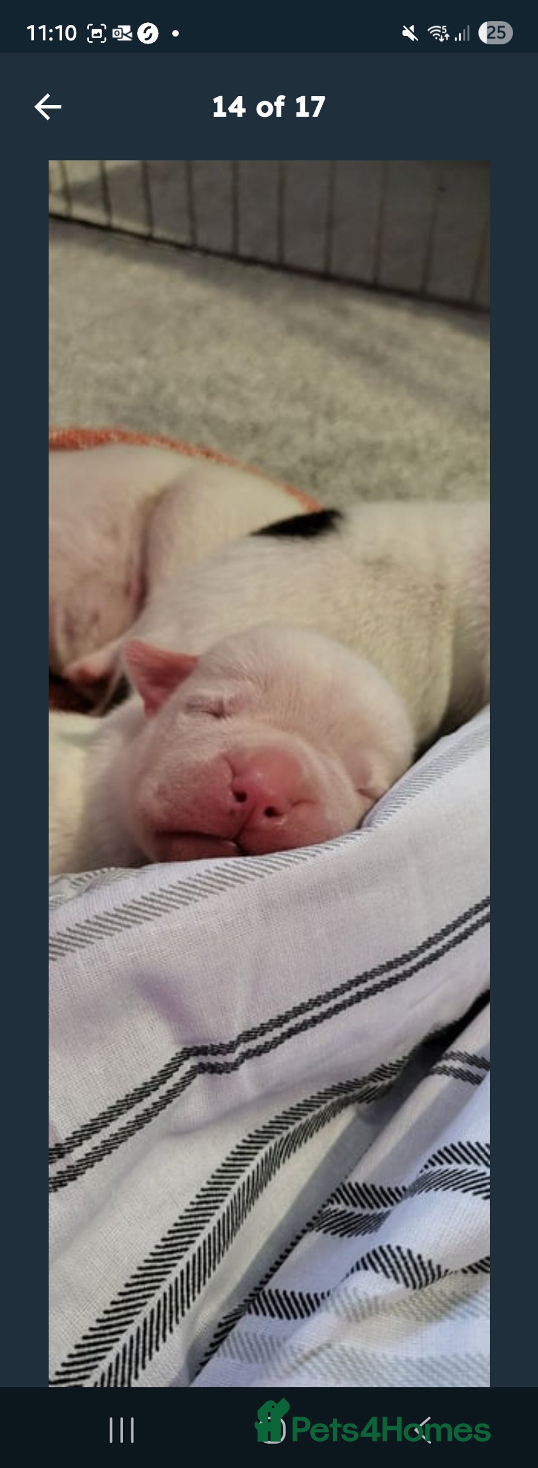 American Bulldog dogs for sale: American bulldog - Image 4