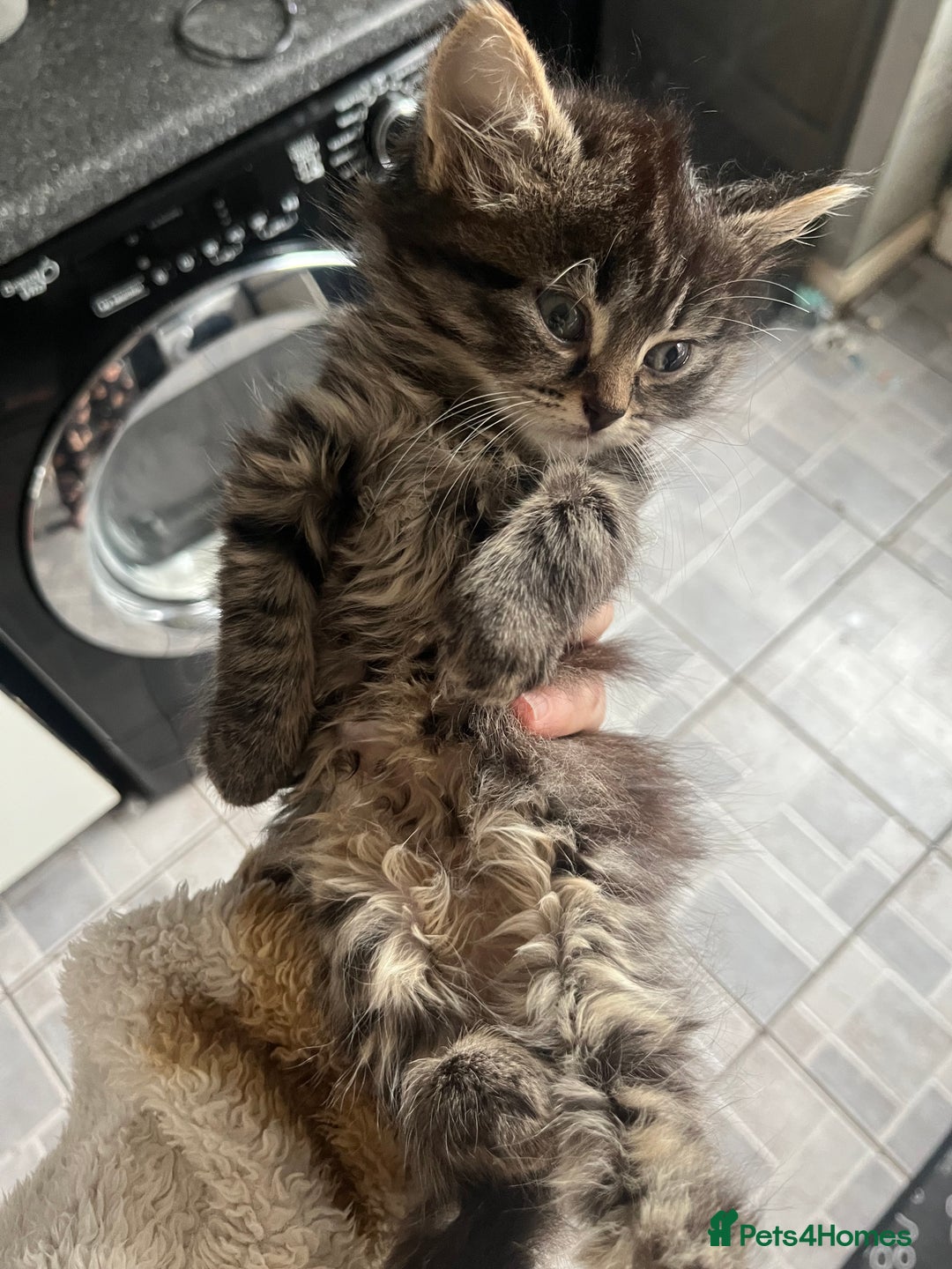 Mixed Breed cats for sale: 3 beautiful kittens ❤️ - Advert 5