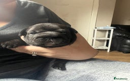 French Bulldog dogs for sale: Puppies for sale - Image 10
