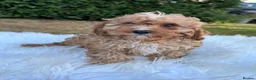 Cavapoo dogs for sale: F1 DNA health tested clear Cavapoo puppies in Ystrad Meurig - Advert 3