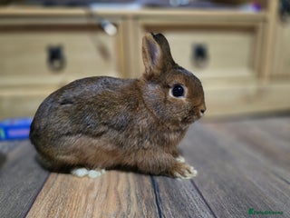 Netherland Dwarf rabbits Hi rufus red agouti netherland dwarf buck - Advert 1