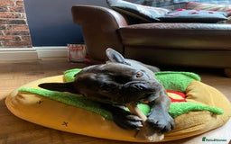 French Bulldog dogs for sale: Rehoming - 8 year old French Bulldog - Image 11