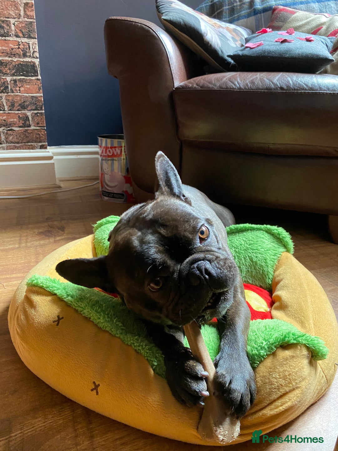French Bulldog dogs for sale: Rehoming - 8 year old French Bulldog - Image 11