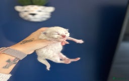 Ragdoll cats for sale: 4 beautiful Ragdolls for sale  - Image 6
