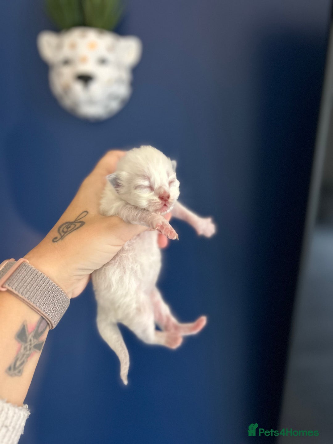 Ragdoll cats for sale: 4 beautiful Ragdolls for sale  - Image 6