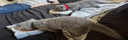 British Shorthair cats for sale: Here I have 3 beautiful british short kittens - Advert 4