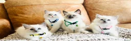 Ragdoll cats for stud: GCCF-TICA Championshipline our amazing stud - Advert 17