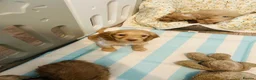 Cockapoo dogs for sale: Stunning litter of F1 cockapoo puppies  in Gravesend - Advert 6
