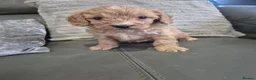 Cavapoo dogs for sale: F1 Cavapoo's  - Advert 11