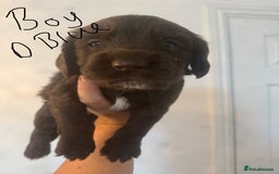 Cocker Spaniel dogs for sale: Cocker Spaniel Puppies - Image 13