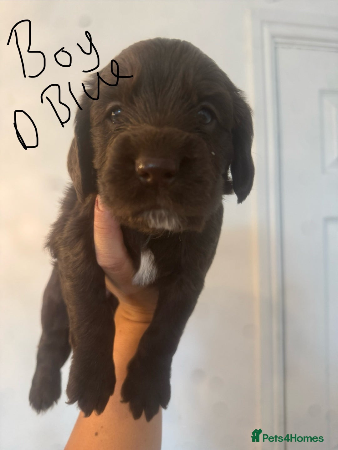 Cocker Spaniel dogs for sale: Cocker Spaniel Puppies - Image 13