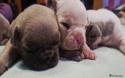 French Bulldog dogs for sale: Kc registered french bulldog puppies - Image 33