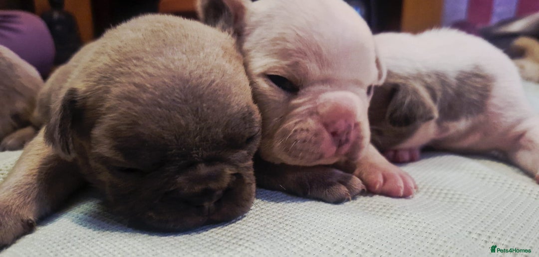 French Bulldog dogs for sale: Kc registered french bulldog puppies - Image 33