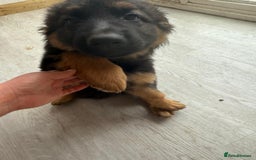 German Shepherd dogs for sale: German Shepherd's gorgeous puppies - Image 10