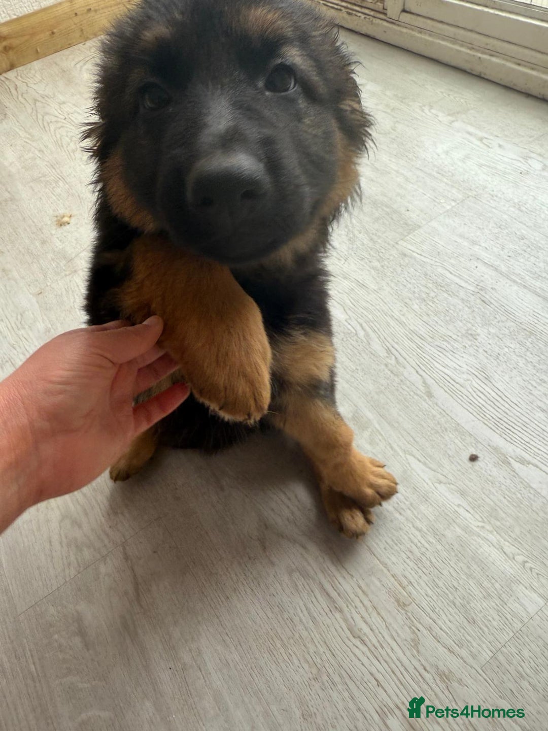 German Shepherd dogs for sale: German Shepherd's gorgeous puppies - Image 10