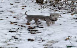 Bedlington Terrier dogs for stud: KC Registered Bedlington Terrier Stud in Ferryhill - Image 9