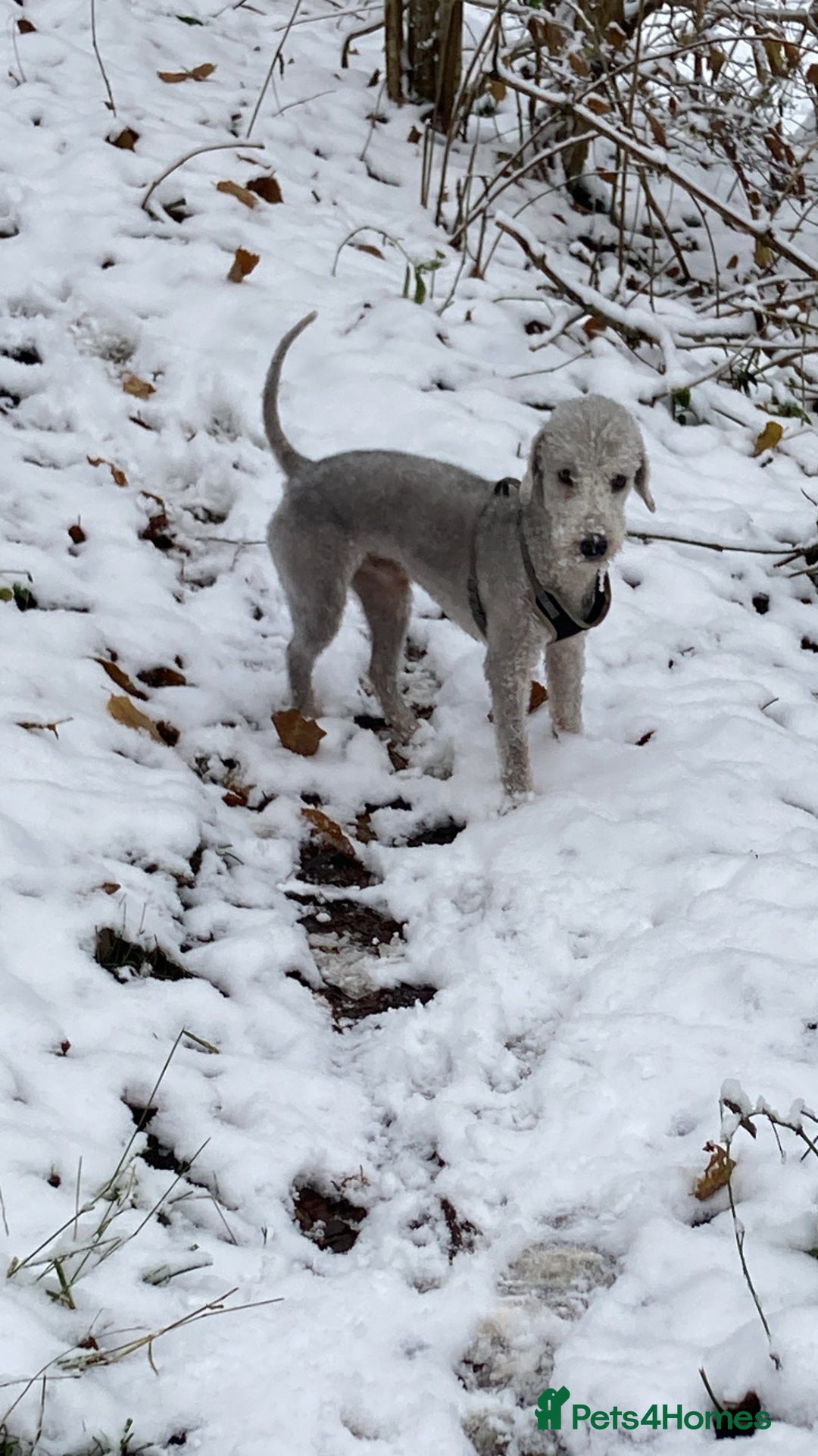 Bedlington Terrier dogs for stud: KC Registered Bedlington Terrier Stud in Ferryhill - Image 9