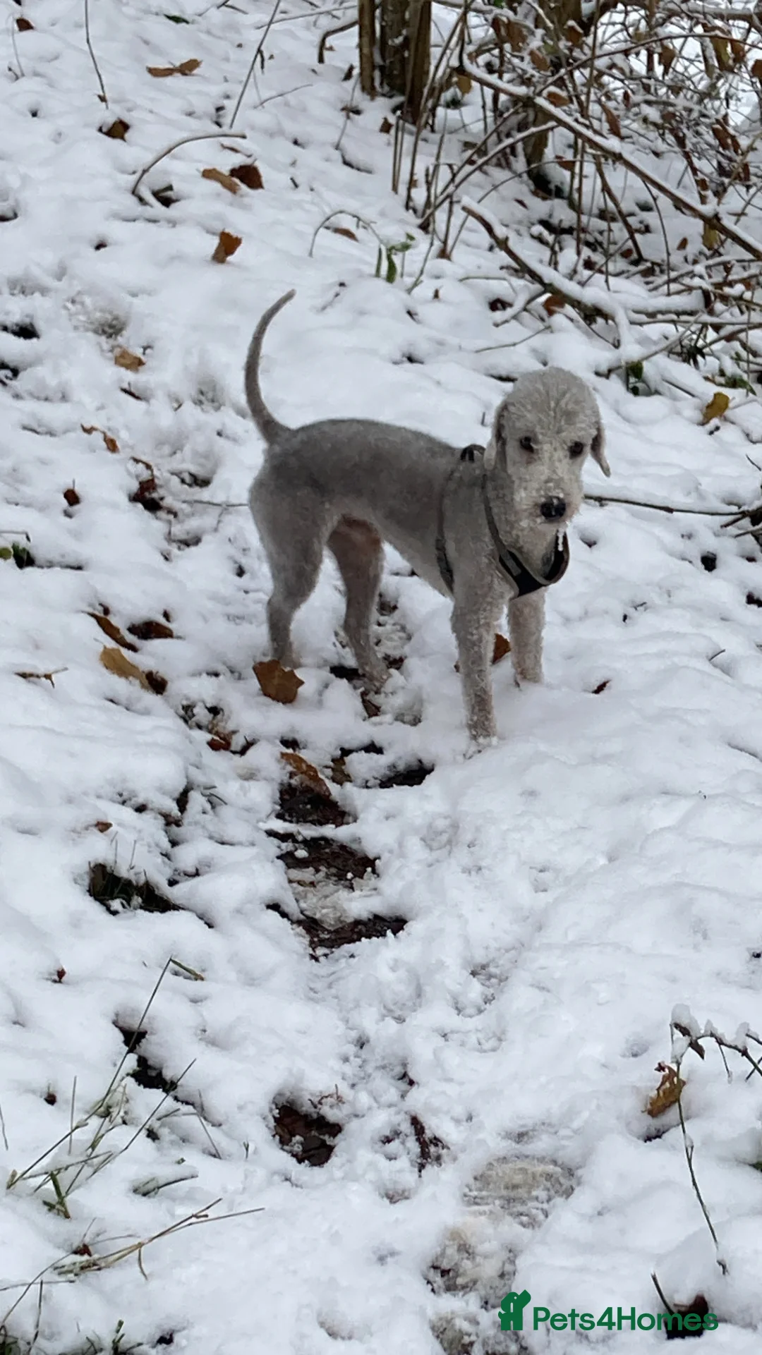 Bedlington Terrier dogs for stud: KC Registered Bedlington Terrier Stud in Ferryhill - Advert 9