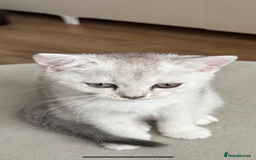 British Shorthair cats for sale: British shorthair x kittens for sale - Image 12