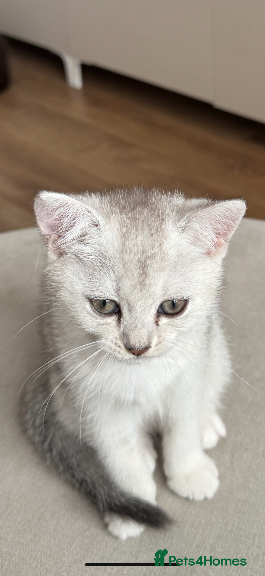 British Shorthair cats for sale: British shorthair x kittens for sale - Image 12