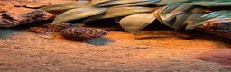 Leopard Gecko reptiles for sale: Male Leopard Gecko - Advert 2