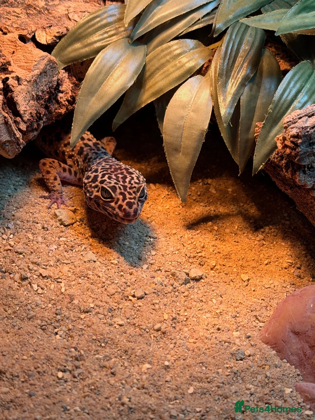 Leopard Gecko reptiles for sale: Male Leopard Gecko - Advert 2